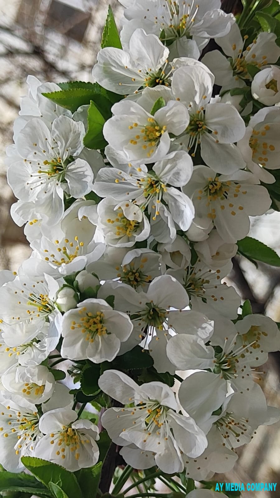 Çəmənlərin meh nəfəsi deyir yaz gəldi, yaz gəldi