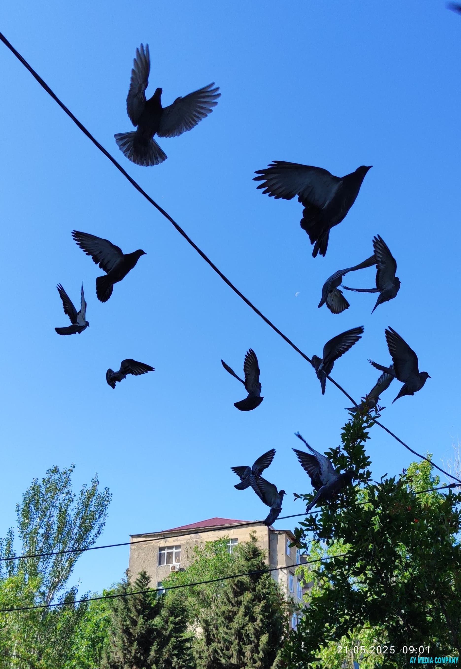 Foto dünyamız - Azad quşlar